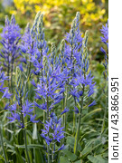 Camassia leichtlinii Caerulea flower in a garden. Стоковое фото, фотограф Ольга Сейфутдинова / Фотобанк Лори