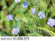 Лен (Linum usitatissimum) крупноцветковый многолетний. Стоковое фото, фотограф Светлана Качанова / Фотобанк Лори