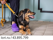 A brown and black dog laying next to a person with purple crocs. Стоковое фото, фотограф Аксенова Вера / Фотобанк Лори