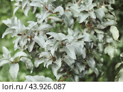 Closeup of the silver leaves of elaeagnus commutata shrub. Silverberry, rabbitberry background. Стоковое фото, фотограф Марина Багрова / Фотобанк Лори