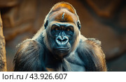 Powerful silverback gorilla staring intently at the zoo. Стоковое AI-изображение, AI-художник Юрий Поздников / Фотобанк Лори