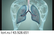 Detailed view of human respiratory system with lungs and bronchi. Стоковое видео, видеограф Данил Руденко / Фотобанк Лори