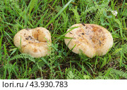 Гриб свинушка тонкая (Paxillus involutus)на фоне зеленой травы. Стоковое фото, фотограф Сергей Овчинников / Фотобанк Лори