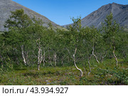 Небольшая роща Березы субарктической (Betula subarctica) солнечным июльским днем. Горный массив Хибины. Мурманская область. Стоковое фото, фотограф Виктор Карасев / Фотобанк Лори