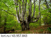 Большое старое буковое дерево в лесу на горном склоне. Стоковое фото, фотограф Виктор Славгородский / Фотобанк Лори