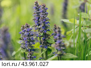 Ajuga reptans or bugle flowers on green background. Summer wildflowers. Стоковое фото, фотограф Марина Багрова / Фотобанк Лори