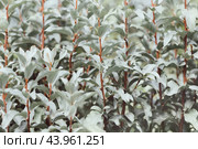Beautiful silver leaf background or texture. Silverberry, rabbitberry, wolf willow garden tree. Garden ornamental shrub elaeagnus commutata. Стоковое фото, фотограф Марина Багрова / Фотобанк Лори