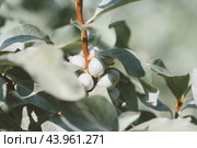 Silver berries and leaves in closeup. Silverberry, rabbitberry, wolf willow, commutata, elaeagnus ornamental shrub. Стоковое фото, фотограф Марина Багрова / Фотобанк Лори