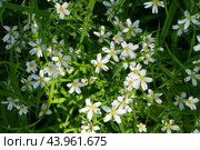 Stellaria holostea or chickweed or stitchwort on a green background. White wildflower. Стоковое фото, фотограф Марина Багрова / Фотобанк Лори