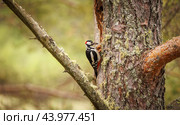 Great spotted woodpecker bird on a tree looking for food. Great spotted woodpecker (Dendrocopos major) is a medium-sized woodpecker with pied black and white plumage and a red patch on the lower belly. Стоковое фото, фотограф Андрей Армягов / Фотобанк Лори