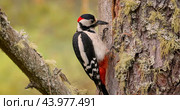 Great spotted woodpecker bird on a tree looking for food. Great spotted woodpecker (Dendrocopos major) is a medium-sized woodpecker with pied black and white plumage and a red patch on the lower belly. Стоковое фото, фотограф Андрей Армягов / Фотобанк Лори