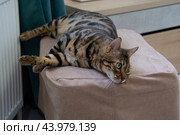 Бенгальский кот с зелеными глазами лежит на бежевом пуфике. Стоковое фото, фотограф Дмитрий Петров / Фотобанк Лори