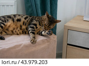 Красивый бенгальский кот лежит на пуфике и лижет лапу. Стоковое фото, фотограф Дмитрий Петров / Фотобанк Лори