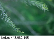 Asparagus plant in dew drops. natural background with copy space. Стоковое фото, фотограф Ольга Ильина / Фотобанк Лори