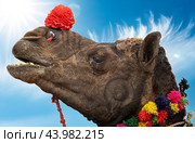 Camels at the Pushkar Fair, also called the Pushkar Camel Fair or locally as Kartik Mela is an annual multi-day livestock fair and cultural held in the town of Pushkar Rajasthan, India (2019 год). Стоковое фото, фотограф Андрей Армягов / Фотобанк Лори