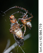Close up macro shot of a spider grabbed the victim and wrapped it in a web. Стоковое фото, фотограф Андрей Армягов / Фотобанк Лори