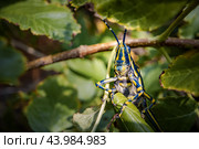 Aularches miliaris is a monotypic grasshopper species of the genus Aularches. Стоковое фото, фотограф Андрей Армягов / Фотобанк Лори