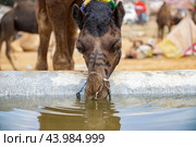 Camels at the Pushkar Fair Rajasthan, India (2019 год). Стоковое фото, фотограф Андрей Армягов / Фотобанк Лори