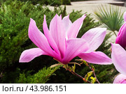 Pink magnolia flowers blooming tree in the wild. Magnolia stellata, selective focus. Стоковое фото, фотограф Глущенко Елена / Фотобанк Лори