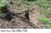 Two biruangs feed in Bornean Sun Bear Conservation Centre. Endemic animals eat bananas while sitting on the ground at the roots of trees. Black fur, orange muzzles, clawed paws. Malaysia. Borneo. (2023 год). Стоковое фото, фотограф Вера Ивановна Кубарева / Фотобанк Лори