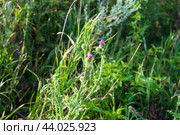 Колючее растение, чертополох поникший, лат. Carduus nutans, вид двудольных растений рода Чертополох семейства Астровые, Тульская область, Россия. Стоковое фото, фотограф Андрей Цыганков / Фотобанк Лори