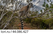 Cute ring-tailed lemur catta is sitting on a tree, holding onto a branch with his paws. Fluffy beige fur, long striped tail, bright orange eyes, attentive gaze. Side view. Madagascar. Nosy Soa Park. Стоковое фото, фотограф Вера Ивановна Кубарева / Фотобанк Лори