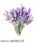 Lavender flowers. Стоковое фото, фотограф Волошина Мария Ивановна / Фотобанк Лори
