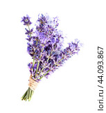 Lavender flower. Стоковое фото, фотограф Волошина Мария Ивановна / Фотобанк Лори