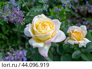 Роза сорта Глория Дей с котовником Фассена. Стоковое фото, фотограф Ирина Яровая / Фотобанк Лори
