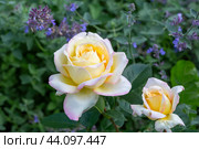 Роза сорта Глория Дей с котовником Фассена. Стоковое фото, фотограф Ирина Яровая / Фотобанк Лори