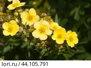 Kuril Daurian tea growing and flowering in a summer garden. Стоковое фото, фотограф Александр Курлович / Фотобанк Лори