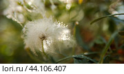 Clematis woolly, or Clematis lanuginosa, or Clematis woolly, is a species of flowering plants of the genus Clematis of the Ranunculaceae family. Стоковое фото, фотограф Evgenii Predibailo / Фотобанк Лори