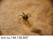 The house spider Tegenaria domestica is a species of spider from the funnel web family (Agelenidae), a close relative of the American house spider Tegenaria agrestis. Стоковое фото, фотограф Evgenii Predibailo / Фотобанк Лори