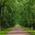View of Ramp Alley in Catherine Park.Tsarskoye Selo, Pushkin, St. Petersburg, Russia. (2024 год). Стоковое фото, фотограф Михаил Аккуратoв / Фотобанк Лори