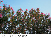 Nerium oleander, rosebay cultivated worldwide in temperate and subtropical areas as an ornamental and landscaping plant. Genus Nerium, Apocynoideae, Apocynaceae. Montenegro, Adriatic, Mediterranean. Стоковое AI-изображение, AI-художник Юлия Петровская / Фотобанк Лори
