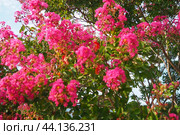 Nerium oleander, rosebay cultivated worldwide in temperate and subtropical areas as an ornamental and landscaping plant. Genus Nerium, Apocynoideae, Apocynaceae. Montenegro, Adriatic, Mediterranean. Стоковое AI-изображение, AI-художник Юлия Петровская / Фотобанк Лори