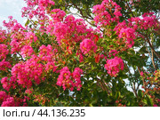 Nerium oleander, rosebay cultivated worldwide in temperate and subtropical areas as an ornamental and landscaping plant. Genus Nerium, Apocynoideae, Apocynaceae. Montenegro, Adriatic, Mediterranean. Стоковое AI-изображение, AI-художник Юлия Петровская / Фотобанк Лори