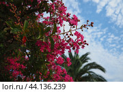 Nerium oleander, rosebay cultivated worldwide in temperate and subtropical areas as an ornamental and landscaping plant. Genus Nerium, Apocynoideae, Apocynaceae. Montenegro, Adriatic, Mediterranean. Стоковое AI-изображение, AI-художник Юлия Петровская / Фотобанк Лори