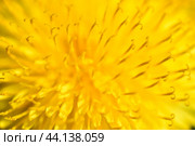 Yellow dandelion flowers macro photography in summer. Стоковое фото, фотограф Valeriy Lushchikov / Фотобанк Лори