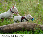 puppy playing ball in the park. Стоковое фото, фотограф Ольга Морозова / Фотобанк Лори