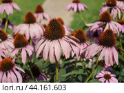 Цветы Эхинацея пурпурная(Eсhinacea purpurea (L) Moench, растет в саду. Стоковое фото, фотограф Сергей Овчинников / Фотобанк Лори