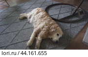 An old curly-haired Labrador is lying on a full-length gray rug, sideways. The pet is tired, the dog is resting. Стоковое видео, видеограф Darya Komarova / Фотобанк Лори