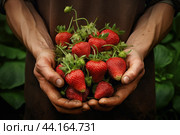 Hands holding freshly picked strawberries. Стоковое AI-изображение, AI-художник Иван Рябоконь / Фотобанк Лори