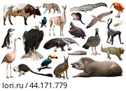 Fauna of South America set. Стоковое фото, фотограф Яков Филимонов / Фотобанк Лори