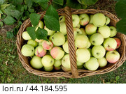 Large basket with fresh apples, autumn orchard harvest. Стоковое фото, фотограф Светлана Акифьева / Фотобанк Лори