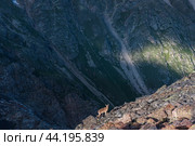 Wild ibex mountain goat on a rocky scree with a mountain slope in the background. Стоковое фото, фотограф Евгений Харитонов / Фотобанк Лори