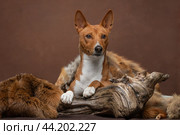Рыжий басенджи лежит на коряге в окружении шкур на коричневом фоне в студии. Стоковое фото, фотограф Юлия Зубкова / Фотобанк Лори