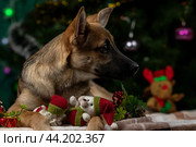 Милая собака со стоячими ушами лежит и смотрит вбок на фоне новогодней елки в студии (2023 год). Редакционное фото, фотограф Юлия Зубкова / Фотобанк Лори