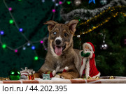 Щенок с разноцветными глазами лежит и смотрит в камеру рядом с фигуркой Деда Мороза на фоне новогодней елки (2023 год). Редакционное фото, фотограф Юлия Зубкова / Фотобанк Лори