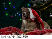 Веселый щенок с разноцветными глазами в красном новогоднем колпаке лежит среди мишуры на фоне новогодней елки. Стоковое фото, фотограф Юлия Зубкова / Фотобанк Лори